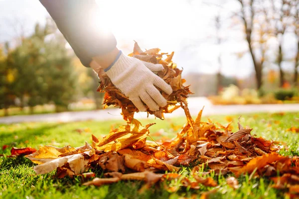 Primer Plano Voluntario Masculino Recoge Hojas Otoño Parque Jardín Otoño —  Fotos de Stock