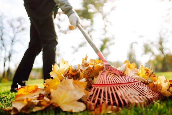 Rake Con Foglie Cadute Nel Parco Giardino Autunno Funziona Volontariato — Foto Stock