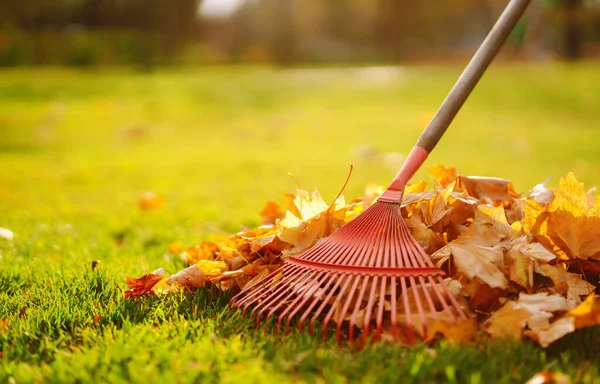 Rake Con Foglie Cadute Nel Parco Giardino Autunno Funziona Volontariato — Foto Stock