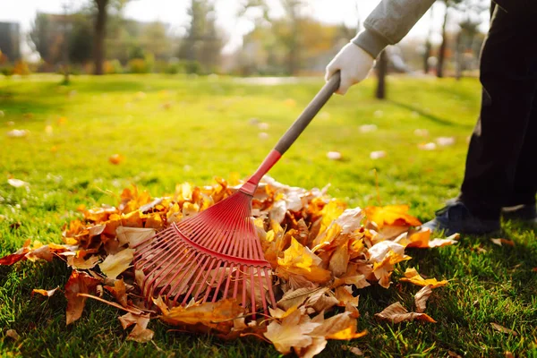 Rastrillo Con Hojas Caídas Parque Jardín Otoño Funciona Concepto Voluntariado —  Fotos de Stock