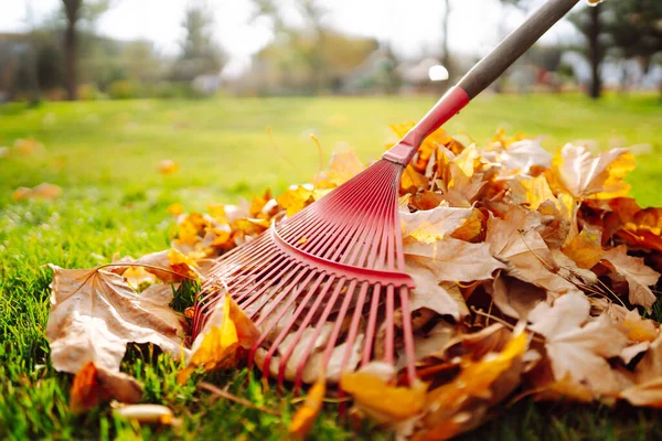 Rake with fallen leavesin the park. Autumn garden works.  Volunteering, cleaning, and ecology concept.