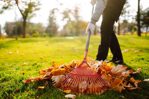 Rake Con Foglie Cadute Nel Parco Giardino Autunno Funziona Volontariato — Foto Stock