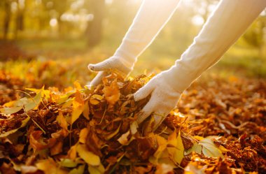 Bir erkeğin eli bahçedeki sonbahar yapraklarını tırmıklıyor. Sonbahar bahçesi işe yarıyor. Gönüllü olmak, temizlik ve ekoloji kavramı.