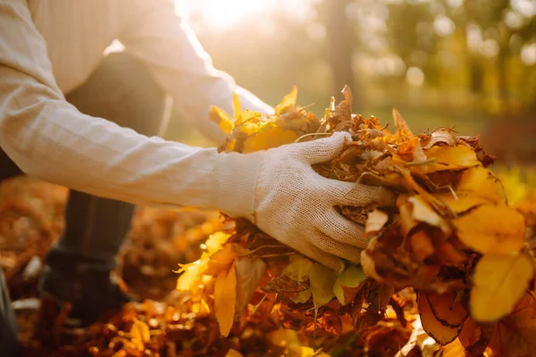 Close Up Of  a male hand  Raking Autumn Leaves In Garden. Autumn garden works. Volunteering, cleaning, and ecology concept.