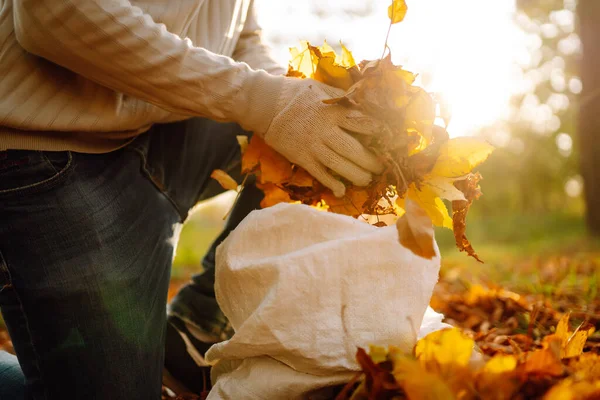 Close Male Hand Raking Autumn Leaves Garden Jardim Outono Funciona — Fotografia de Stock