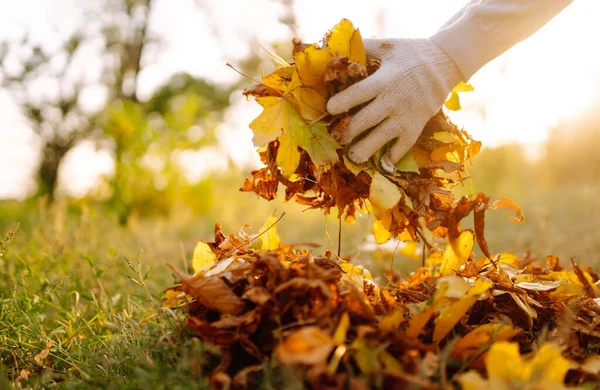 Primo Piano Una Mano Maschile Raking Autumn Leaves Garden Giardino — Foto Stock