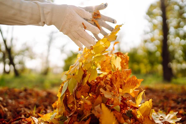 Κοντινό Πλάνο Ενός Αρσενικού Χεριού Raking Autumn Leaves Garden Φθινοπωρινός — Φωτογραφία Αρχείου