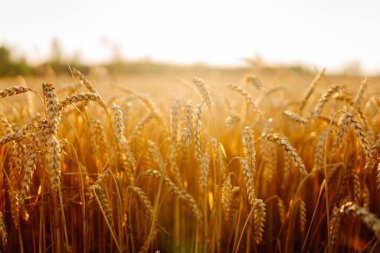 Close-up of golden wheat ears sprouting in a farm field. Wheat ears grow in the rays of the sunset. A bountiful harvest. Farming concept.