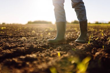 Tarlada yeşil lastik çizmeli bir çiftçinin ayaklarının yakın çekimi. Genç bir dişi tarım uzmanı gün batımında filizlenen fidelerin olduğu bir alanda duruyor. Çiftçilik, bahçıvanlık. Tarım.