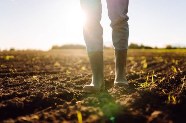 Tarlada yeşil lastik çizmeli bir çiftçinin ayaklarının yakın çekimi. Genç bir dişi tarım uzmanı gün batımında filizlenen fidelerin olduğu bir alanda duruyor. Çiftçilik, bahçıvanlık. Tarım.