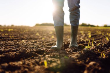 Tarlada yeşil lastik çizmeli bir çiftçinin ayaklarının yakın çekimi. Genç bir dişi tarım uzmanı gün batımında filizlenen fidelerin olduğu bir alanda duruyor. Çiftçilik, bahçıvanlık. Tarım.