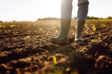 Tarlada yeşil lastik çizmeli bir çiftçinin ayaklarının yakın çekimi. Genç bir dişi tarım uzmanı gün batımında filizlenen fidelerin olduğu bir alanda duruyor. Çiftçilik, bahçıvanlık. Tarım.
