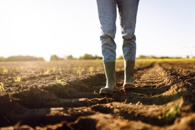 Tarlada yeşil lastik çizmeli bir çiftçinin ayaklarının yakın çekimi. Genç bir dişi tarım uzmanı gün batımında filizlenen fidelerin olduğu bir alanda duruyor. Çiftçilik, bahçıvanlık. Tarım.