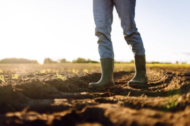 Tarlada yeşil lastik çizmeli bir çiftçinin ayaklarının yakın çekimi. Genç bir dişi tarım uzmanı gün batımında filizlenen fidelerin olduğu bir alanda duruyor. Çiftçilik, bahçıvanlık. Tarım.
