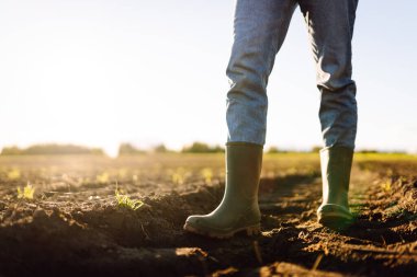 Tarlada yeşil lastik çizmeli bir çiftçinin ayaklarının yakın çekimi. Genç bir dişi tarım uzmanı gün batımında filizlenen fidelerin olduğu bir alanda duruyor. Çiftçilik, bahçıvanlık. Tarım.