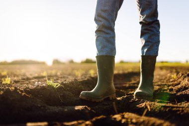 Tarlada yeşil lastik çizmeli bir çiftçinin ayaklarının yakın çekimi. Genç bir dişi tarım uzmanı gün batımında filizlenen fidelerin olduğu bir alanda duruyor. Çiftçilik, bahçıvanlık. Tarım.