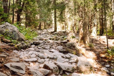 A rocky trail surrounded by sparse forest in the sun. A mountain hiking trail covered in lush greenery. Wildlife concept.