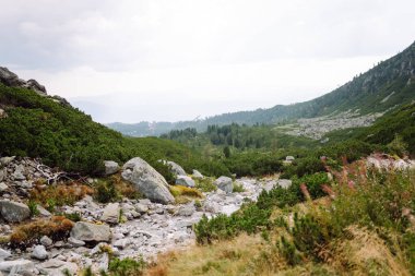 A rocky trail surrounded by sparse forest in the sun. A mountain hiking trail covered in lush greenery. Wildlife concept.
