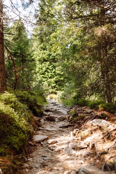 A rocky trail surrounded by sparse forest in the sun. A mountain hiking trail covered in lush greenery. Wildlife concept.
