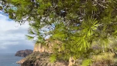 Canlı yeşil ağaçların okyanus kıyısındaki büyüleyici uçurumları çerçeveledikleri, gün ışığında sahil şeridindeki doğanın özünü yakaladıkları huzurlu manzaranın tadını çıkarın..