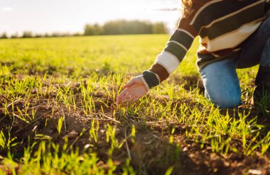 Kazaklı genç bir çiftçinin yakın plan çekimi batan güneş ışınlarının altında genç filizlere dokunuyor. Bir tarım uzmanı gün batımında genç bitkilerin büyümesini kontrol eder. Tarım ve bahçıvanlık kavramı.