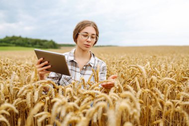 Altın buğday tarlasında gün batımında dijital tabletli bir kadın çiftçi. Deneyimli kadın tarım uzmanı, modern teknolojiyi kullanarak mahsulün kalitesini kontrol ediyor. Çiftçilik ve tarım kavramı.