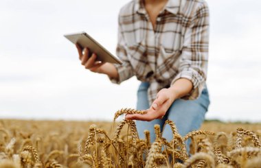 Altın buğday tarlasında gün batımında dijital tabletli bir kadın çiftçi. Deneyimli kadın tarım uzmanı, modern teknolojiyi kullanarak mahsulün kalitesini kontrol ediyor. Çiftçilik ve tarım kavramı.