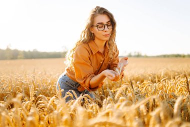 Genç dişi çiftçinin tarladaki altın tahıl başaklarını incelediği yakın plan. Deneyimli tarım uzmanı mahsulün kalitesini ölçer ve gün batımında buğdaya dokunur. Cömert hasat ve tarım kavramı.