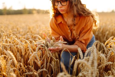 Genç dişi çiftçinin tarladaki altın tahıl başaklarını incelediği yakın plan. Deneyimli tarım uzmanı mahsulün kalitesini ölçer ve gün batımında buğdaya dokunur. Cömert hasat ve tarım kavramı.