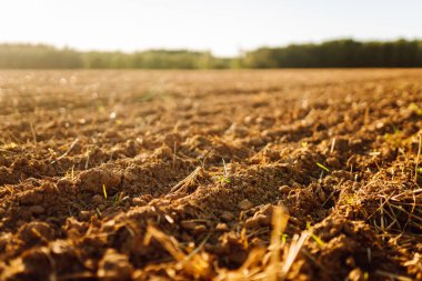 Taze sürülmüş toprak tarlada güneş ışığı altında. Zengin bir yapısı olan verimli toprak ve gün batımında yeşil filizleniyor. Bereket ve çiftçilik kavramı.