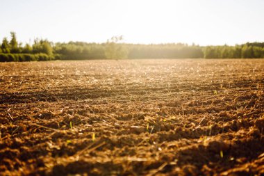 Taze sürülmüş toprak tarlada güneş ışığı altında. Zengin bir yapısı olan verimli toprak ve gün batımında yeşil filizleniyor. Bereket ve çiftçilik kavramı.