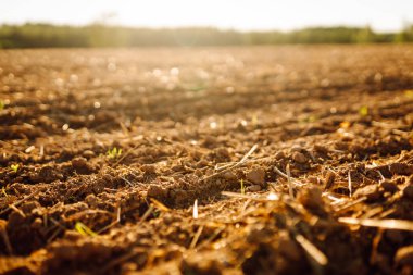 Taze sürülmüş toprak tarlada güneş ışığı altında. Zengin bir yapısı olan verimli toprak ve gün batımında yeşil filizleniyor. Bereket ve çiftçilik kavramı.