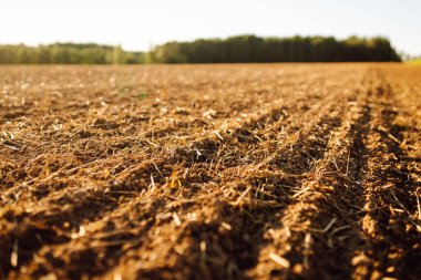 Taze sürülmüş toprak tarlada güneş ışığı altında. Zengin bir yapısı olan verimli toprak ve gün batımında yeşil filizleniyor. Bereket ve çiftçilik kavramı.