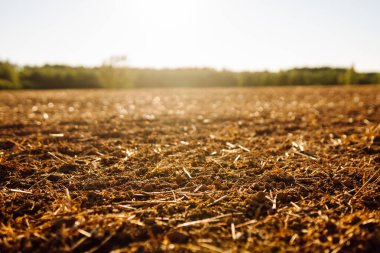 Taze sürülmüş toprak tarlada güneş ışığı altında. Zengin bir yapısı olan verimli toprak ve gün batımında yeşil filizleniyor. Bereket ve çiftçilik kavramı.