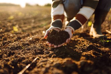 Genç çiftçinin elleri tarlada verimli toprakları tutuyor. Deneyimli tarımcı toprağı kontrol eder, gün batımında elinde tutar. Tarım, bahçıvanlık ve tohum ekme kavramları.