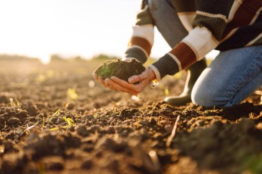 Genç çiftçinin elleri tarlada verimli toprakları tutuyor. Deneyimli tarımcı toprağı kontrol eder, gün batımında elinde tutar. Tarım, bahçıvanlık ve tohum ekme kavramları.