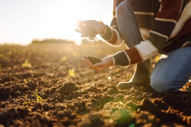Genç çiftçinin elleri tarlada verimli toprakları tutuyor. Deneyimli tarımcı toprağı kontrol eder, gün batımında elinde tutar. Tarım, bahçıvanlık ve tohum ekme kavramları.