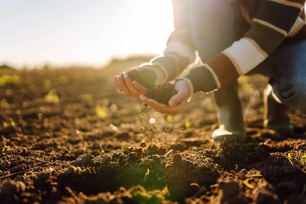 Genç çiftçinin elleri tarlada verimli toprakları tutuyor. Deneyimli tarımcı toprağı kontrol eder, gün batımında elinde tutar. Tarım, bahçıvanlık ve tohum ekme kavramları.