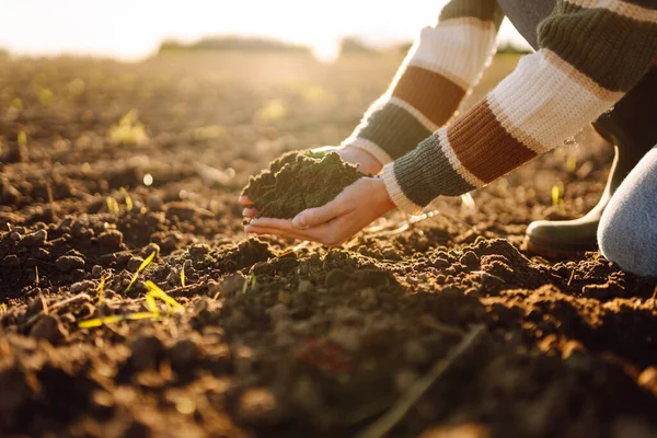 Genç çiftçinin elleri tarlada verimli toprakları tutuyor. Deneyimli tarımcı toprağı kontrol eder, gün batımında elinde tutar. Tarım, bahçıvanlık ve tohum ekme kavramları.