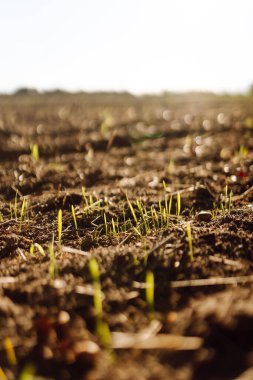 Güneş ışınlarında küçük yeşil filizlerle yeni sürülmüş bir tarla. Sabahın erken saatlerinde bir tarla. Bahçıvanlık, tarım ve doğa kavramı.
