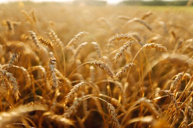 Bir tarlada rüzgarda savrulan buğdayın altın kulakları. Yakın plan. Gün batımında bereketli bir buğday hasadı. Bahçe konsepti, manzara.