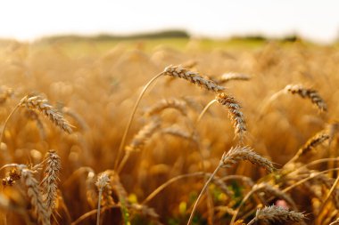 Bir tarlada rüzgarda savrulan buğdayın altın kulakları. Yakın plan. Gün batımında bereketli bir buğday hasadı. Bahçe konsepti, manzara.