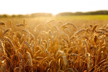 Bir tarlada rüzgarda savrulan buğdayın altın kulakları. Yakın plan. Gün batımında bereketli bir buğday hasadı. Bahçe konsepti, manzara.
