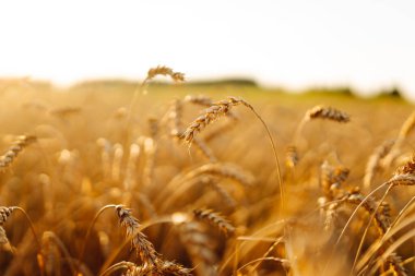 Bir tarlada rüzgarda savrulan buğdayın altın kulakları. Yakın plan. Gün batımında bereketli bir buğday hasadı. Bahçe konsepti, manzara.