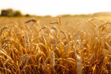 Bir tarlada rüzgarda savrulan buğdayın altın kulakları. Yakın plan. Gün batımında bereketli bir buğday hasadı. Bahçe konsepti, manzara.