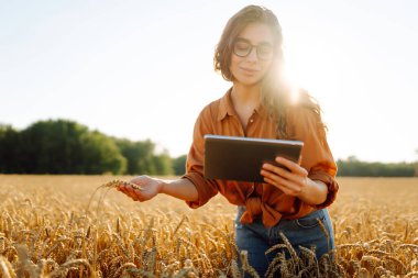 Bir dişi çiftçi elinde dijital tabletle buğday tarlasında duruyor. Genç bir dişi tarım uzmanı buğday saplarını tabletle tarlada inceliyor. Tarım kavramı, bol hasat..