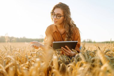 Bir dişi çiftçi elinde dijital tabletle buğday tarlasında duruyor. Genç bir dişi tarım uzmanı buğday saplarını tabletle tarlada inceliyor. Tarım kavramı, bol hasat..