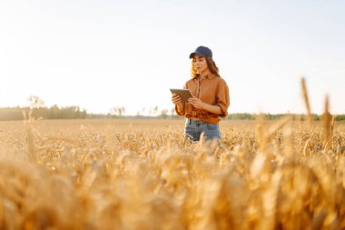Bir dişi çiftçi elinde dijital tabletle buğday tarlasında duruyor. Genç bir dişi tarım uzmanı buğday saplarını tabletle tarlada inceliyor. Tarım kavramı, bol hasat..
