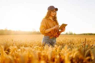 Bir dişi çiftçi elinde dijital tabletle buğday tarlasında duruyor. Genç bir dişi tarım uzmanı buğday saplarını tabletle tarlada inceliyor. Tarım kavramı, bol hasat..