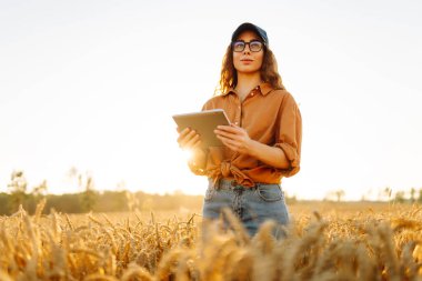 Bir dişi çiftçi elinde dijital tabletle buğday tarlasında duruyor. Genç bir dişi tarım uzmanı buğday saplarını tabletle tarlada inceliyor. Tarım kavramı, bol hasat..